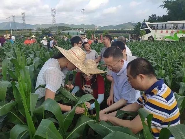 2019广东省农作物病虫害统防统治工作推进会在台山召开