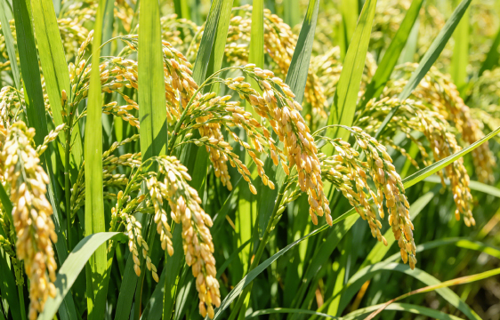 2026年全国水稻重大病虫害发生趋势预报